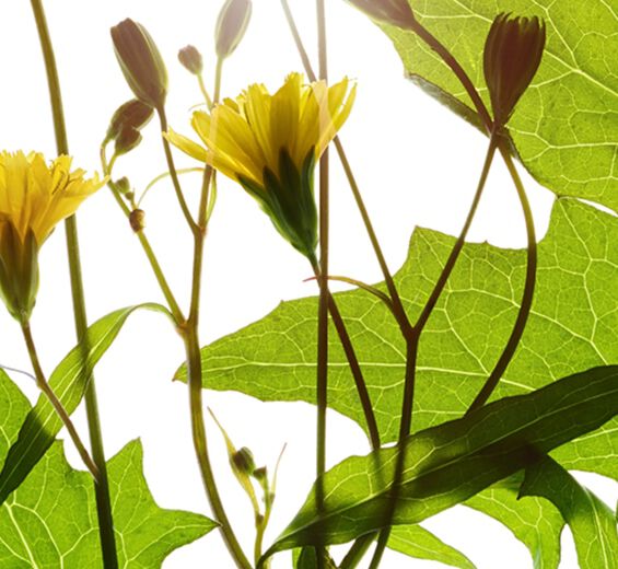 菊苣尾水芹-菊苣尾水芹萃取-苦苣菜花/葉/莖萃取/Lapsana communis flower/leaf/stem extract