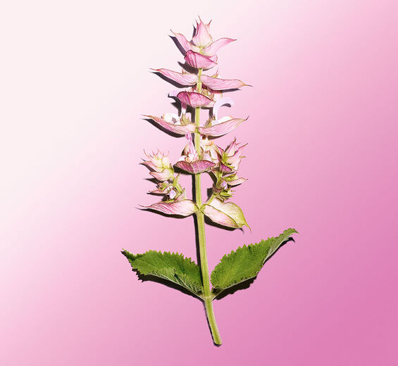 快樂鼠尾草-快樂鼠尾草精油-Salvia sclarea (clary) oil