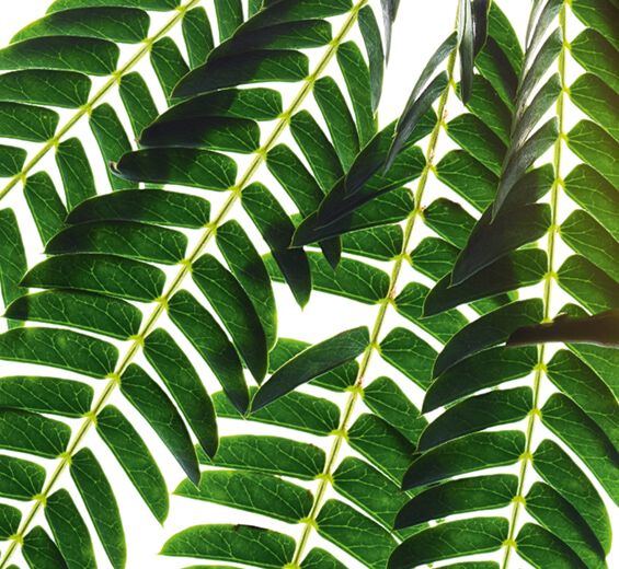 合歡-合歡萃取-合歡樹皮萃取/Albizia julibrissin bark extract