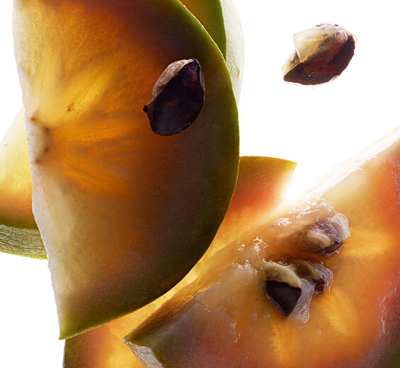 星蘋果樹-星蘋果萃取-Chrysophyllum cainito fruit extract