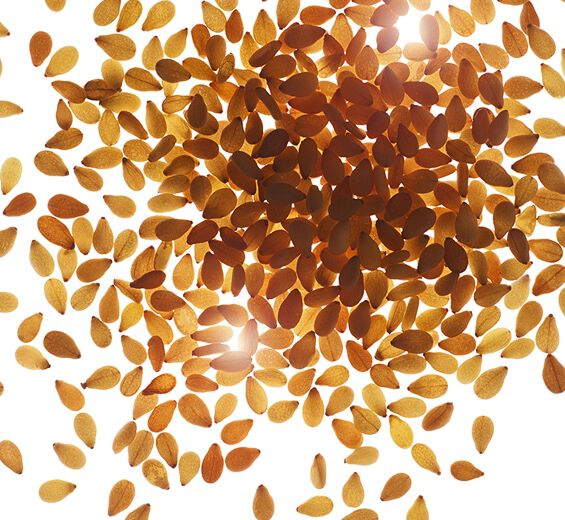 芝麻-有機芝麻油-芝麻籽油/Sesamum indicum (sesame) seed oil