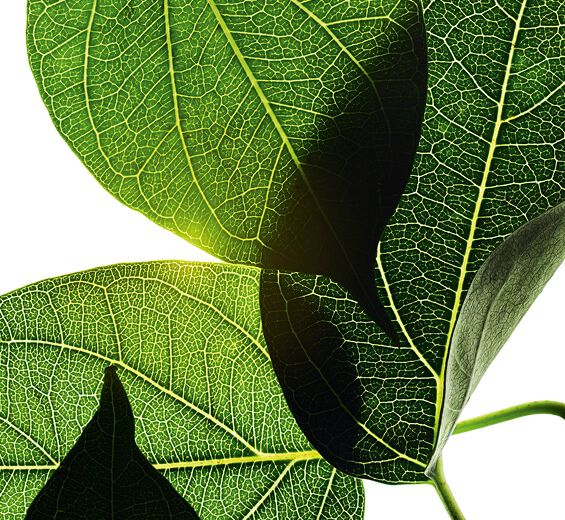 武靴葉-武靴葉萃取-羅望子葉萃取/Gymnema sylvestre leaf extract