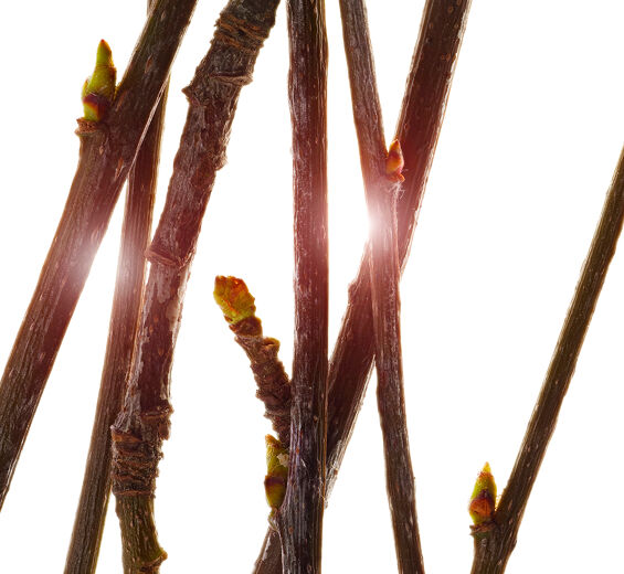 花楸-有機花楸樹芽萃取-Pyrus sorbus bud extract