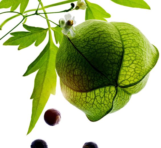 心形豌豆-有機心形豌豆萃取物-Cardiospermum halicacabum flower/leaf/vine extract