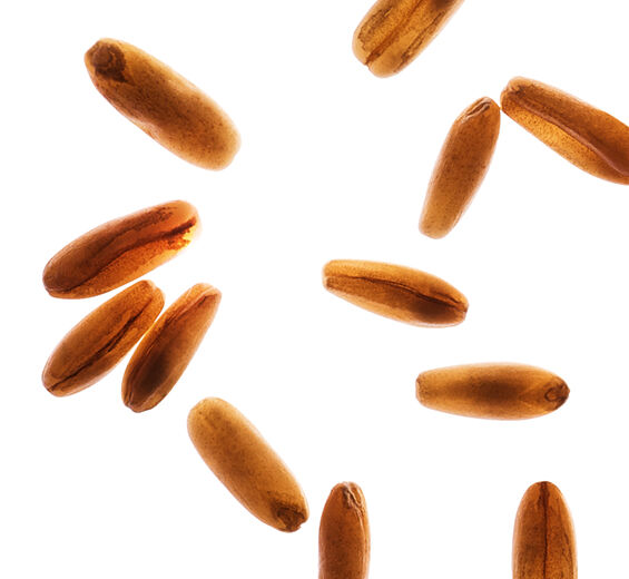 燕麥-有機燕麥醣-燕麥仁萃取/Avena sativa (oat) kernel extract