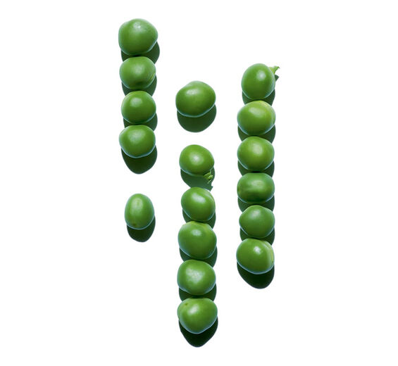 豌豆-豌豆萃取-Pisum sativum (pea) extract
