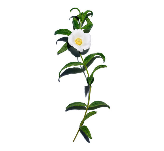 岩薔薇-有機岩薔薇萃取-Cistus monspeliensis extract