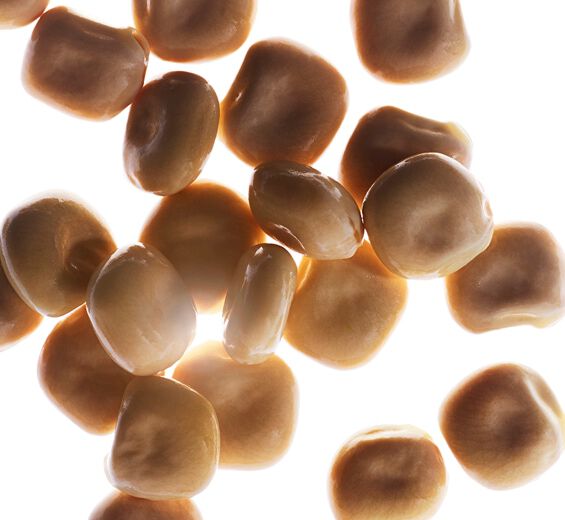 白羽扇豆-有機白羽扇豆胜肽-水解羽扇豆蛋白/Hydrolyzed lupine protein