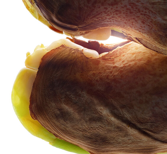 野芒果-野生芒果油-非洲芒果核脂/Irvingia gabonensis kernel butter