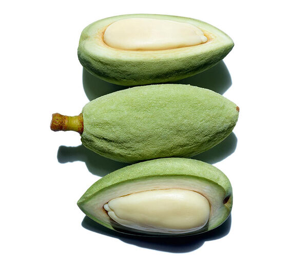 甜杏仁-有機甜杏仁油-Prunus amygdalus dulcis (sweet almond) oil