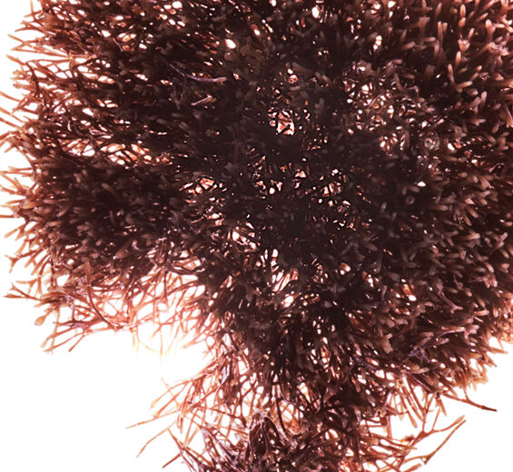 紅叉珊藻-紅藻萃取-Jania rubens extract