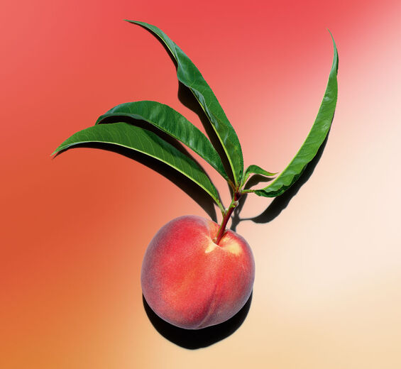 桃樹-桃樹乳-Prunus persica (peach) leaf extract