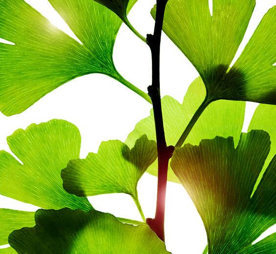 銀杏-銀杏葉萃取-Ginkgo biloba leaf extract