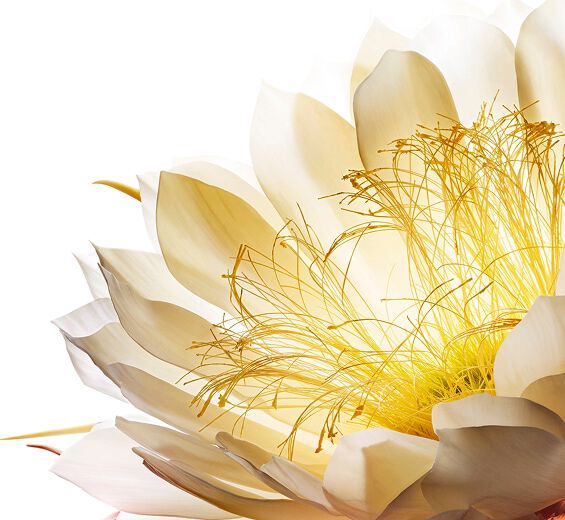 月神花-月神花低溫萃取-大花仙人掌花萃取/Cereus grandiflorus (cactus) flower extract