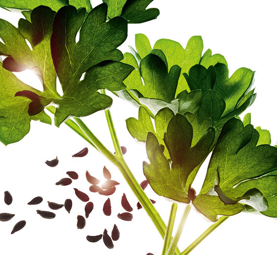 香芹-香芹精油-Carum petroselinum (parsley) seed oil