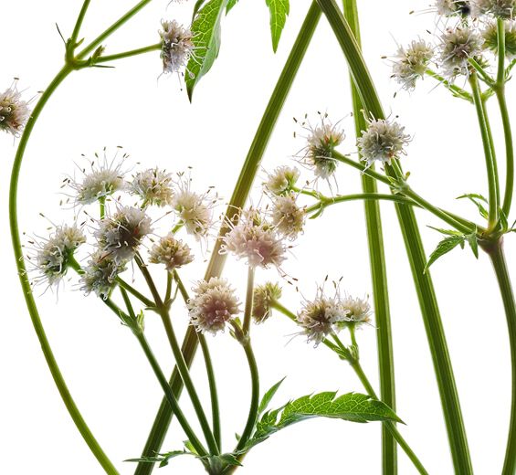 軟雀花-有機軟雀花萃取-歐洲山芹菜萃取/Sanicula europaea extract