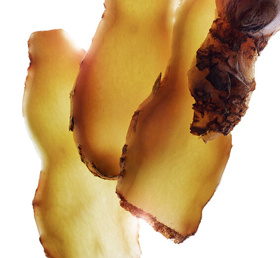 球薑-球薑萃取-香薑萃取/Zingiber zerumbet extract