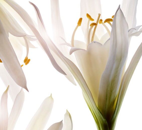 海百合-有機海百合萃取-海水仙萃取/Pancratium maritimum extract