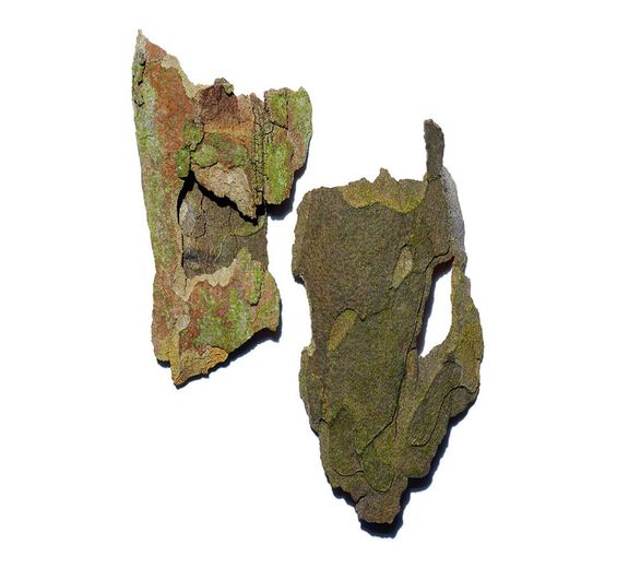 懸鈴木-懸鈴木萃取-美國梧桐樹皮萃取/Platanus occidentalis bark extract