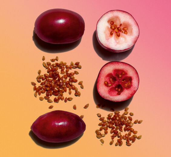 蔓越莓-有機蔓越莓油-Vaccinium macrocarpon (cranberry) seed oil