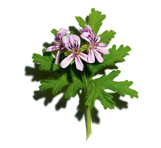 天竺葵-香葉天竺葵精油-Pelargonium graveolens flower oil