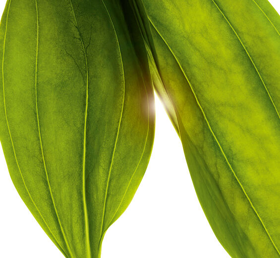 黃金龍膽草-有機黃金龍膽草萃取-黃龍膽根萃取/Gentiana lutea extract