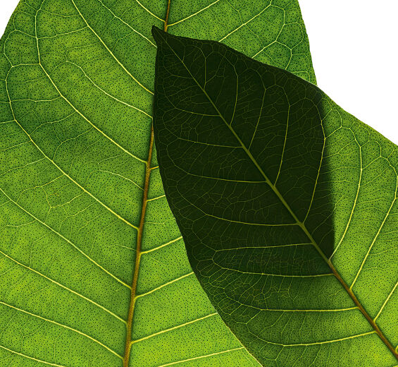 哈倫加那-有機哈倫加那萃取-馬達加斯加哈倫加那萃取/Harungana madagascariensis extract