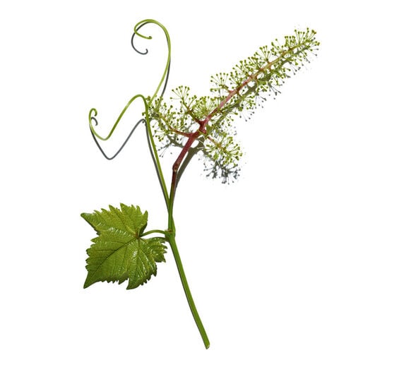 葡萄藤-葡萄花細胞萃取-Vitis vinifera (grape) flower cell extract