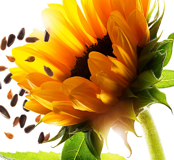 向日葵-向日葵生長素-向日葵萃取/Helianthus annuus (sunflower) extract