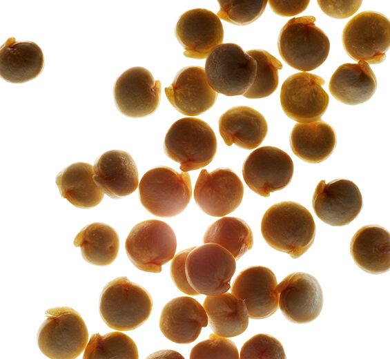 有機藜麥-有機藜麥萃取-藜麥籽萃取/Chenopodium quinoa seed extract