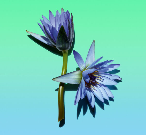 藍蓮花-藍蓮花蠟-Nymphaea caerulea flower extract