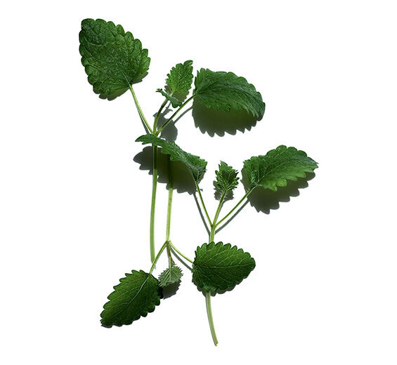 檸檬香蜂草-檸檬香蜂草-Melissa officinalis leaf extract