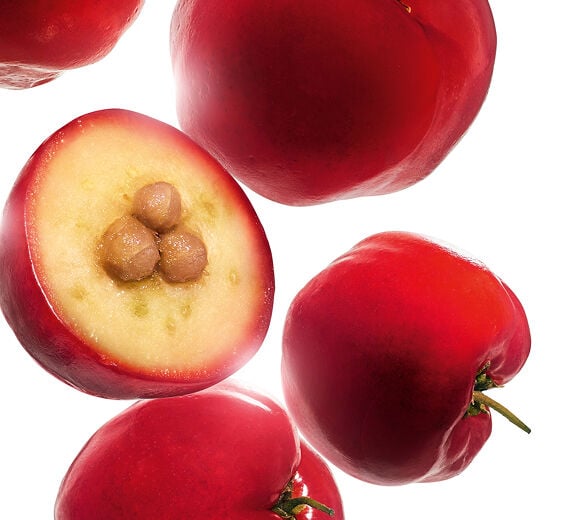 加勒比櫻桃-加勒比櫻桃萃取-西印度櫻桃果萃取/Malpighia emarginata (acerola) fruit extract