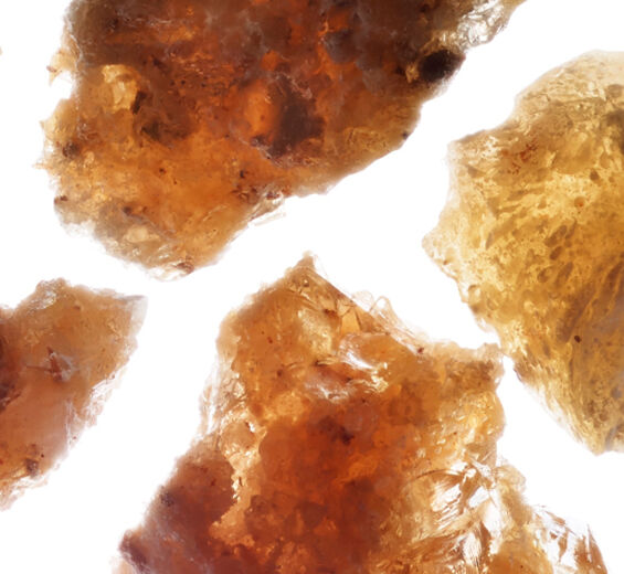 阿拉伯膠樹-阿拉伯樹膠微珠-Acacia Senegal gum