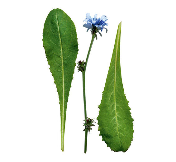 菊苣-菊苣萃取-Cichorium intybus (chicory) leaf extract