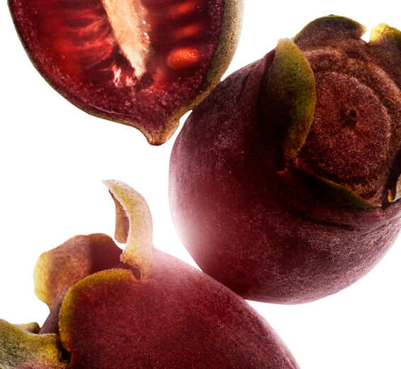 桃金孃-桃金孃萃取-桃金孃果實萃取/Rhodomyrtus tomentosa fruit extract