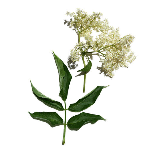 接骨木-有機接骨木萃取-Sambucus nigra flower extract