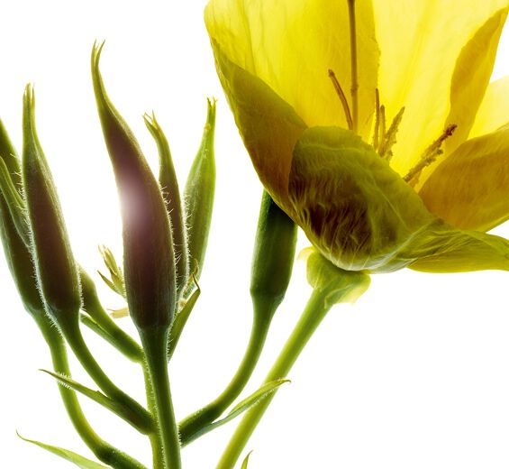 月見草-有機月見草萃取-Oenothera Biennis (Evening Primrose) Flower/Leaf/Stem Extract