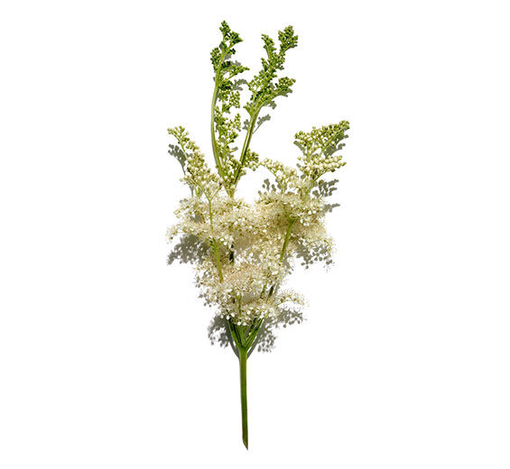 繡線菊-繡線菊萃取-Spiraea ulmaria extract