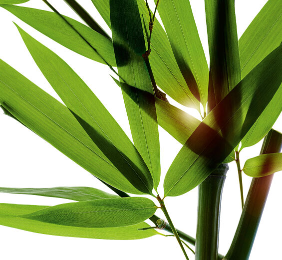 竹子-竹子粉-竹莖萃取/Bambusa arundinacea stem extract