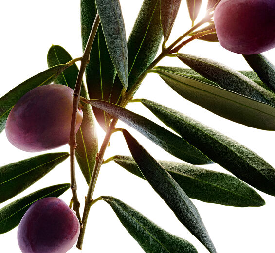 橄欖樹-橄欖樹萃取-Olea europaea (olive) fruit oil