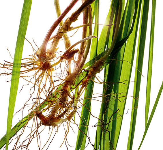 冰草-有機冰草萃取-Agropyron repens root extract