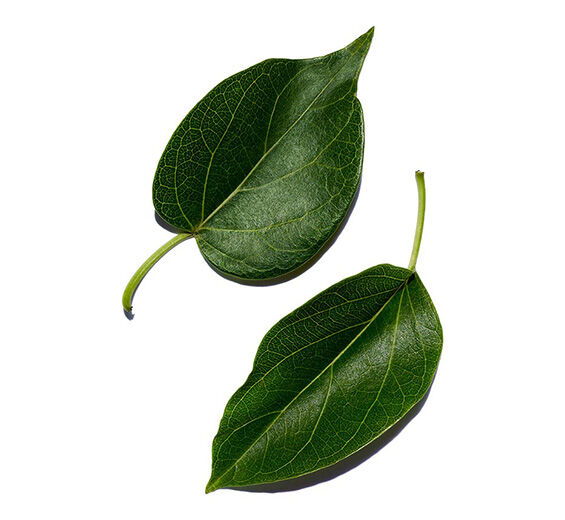 武靴葉-武靴葉萃取-Gymnema sylvestre leaf extract