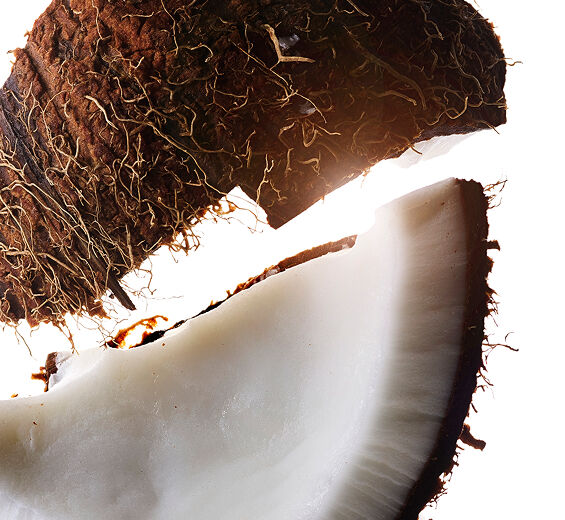 椰子樹-椰子油-Cocos nucifera (Coconut) oil