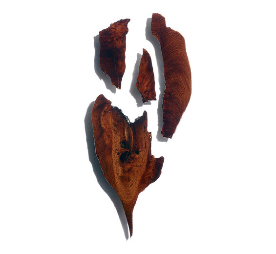博科亞樹-博科亞樹萃取-巴西木萃取/Bocoa prouacensis extract