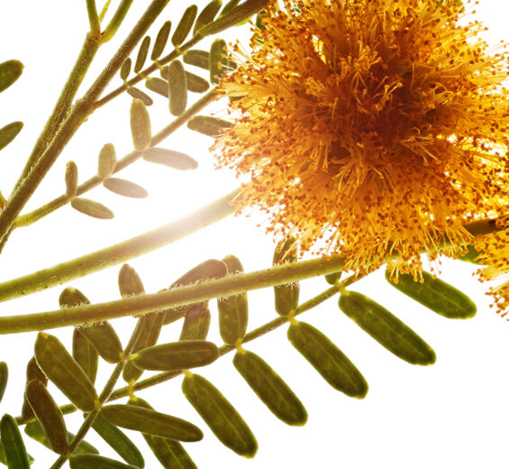 金合歡-金合歡花蠟-Acacia farnesiana flower wax
