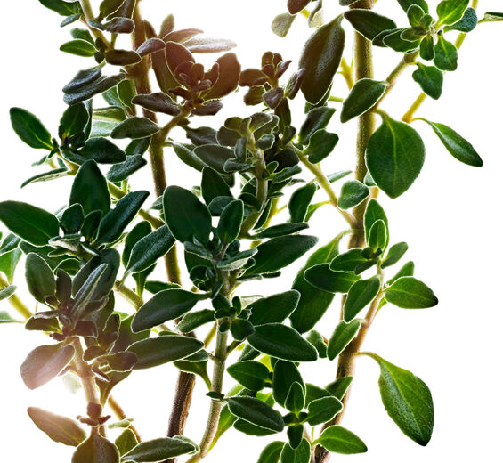 檸檬百里香-檸檬百里香萃取-檸檬百里香花／葉萃取/Thymus citriodorus flower/leaf extract