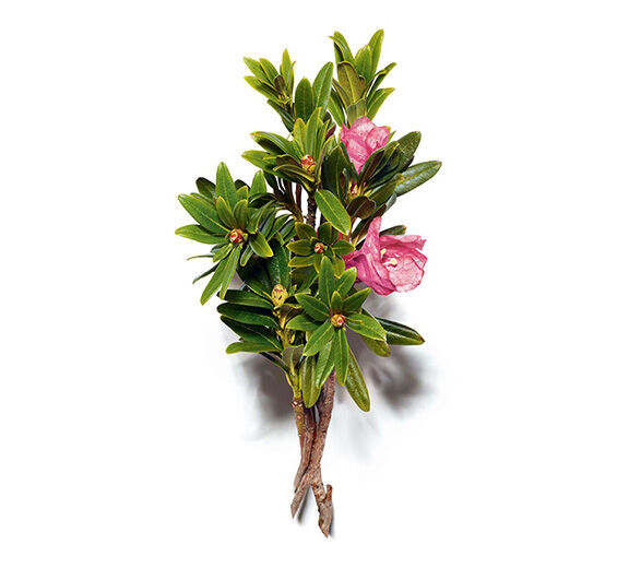 高山杜鵑-高山杜鵑萃取-Rhododendron ferrugineum extract