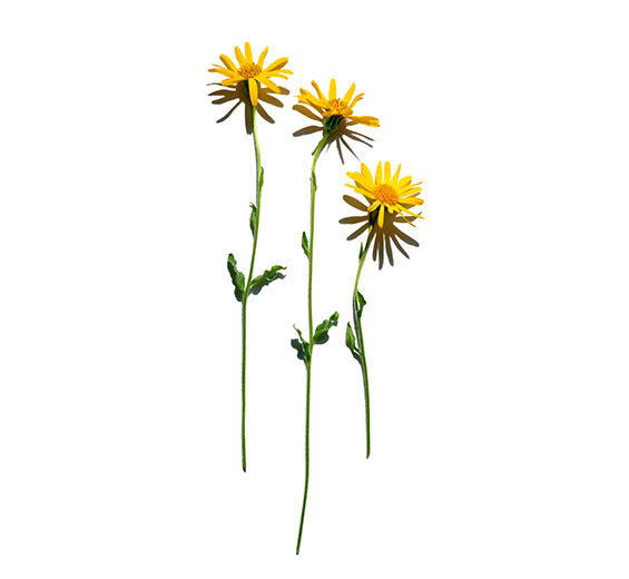 山金車-山金車萃取-山金車花萃取/Arnica montana flower extract