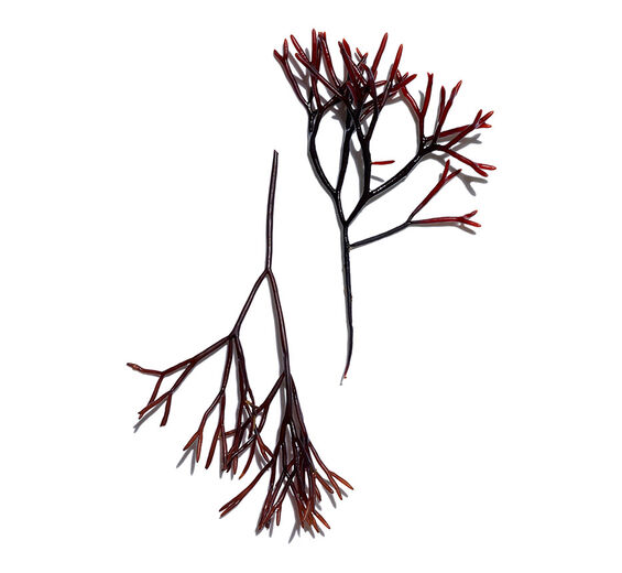 紅藻-紅藻萃取-Furcellaria lumbricalis extract